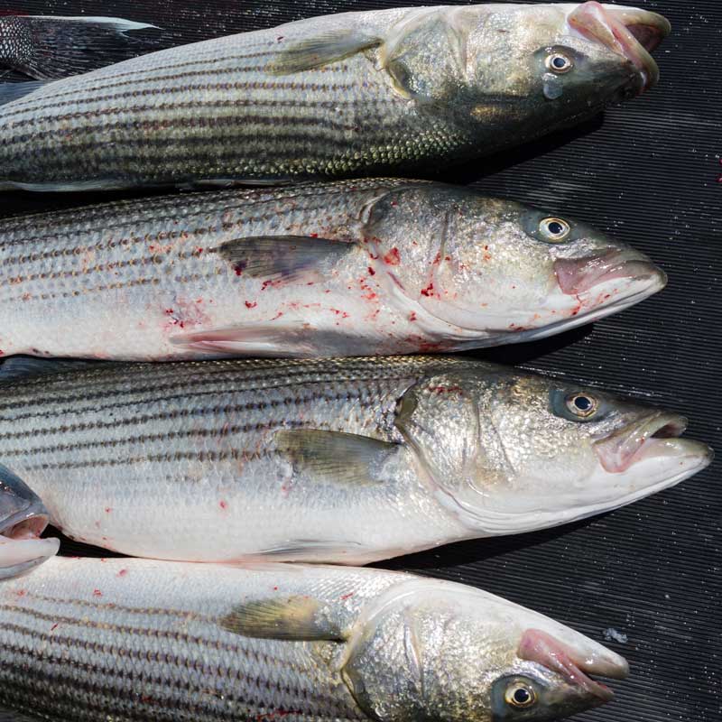 Fresh Striped Bass, Delivered Vermont Slopeside Seafood